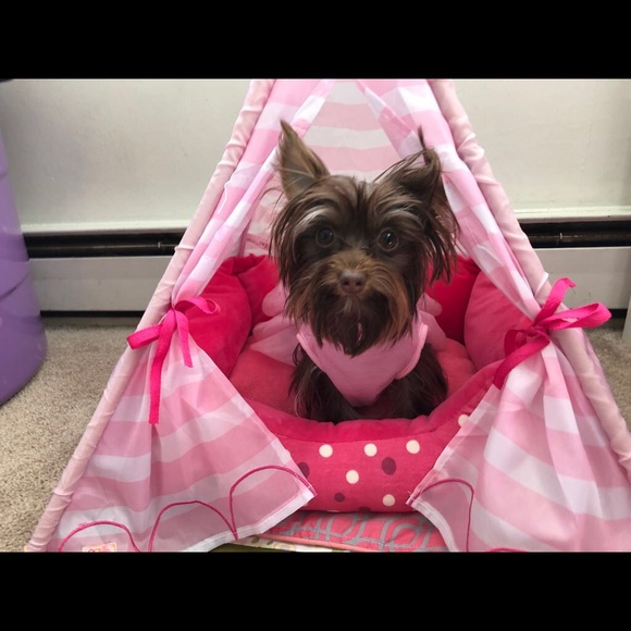 Meet your Posher, Bella - Picture 1 of 1